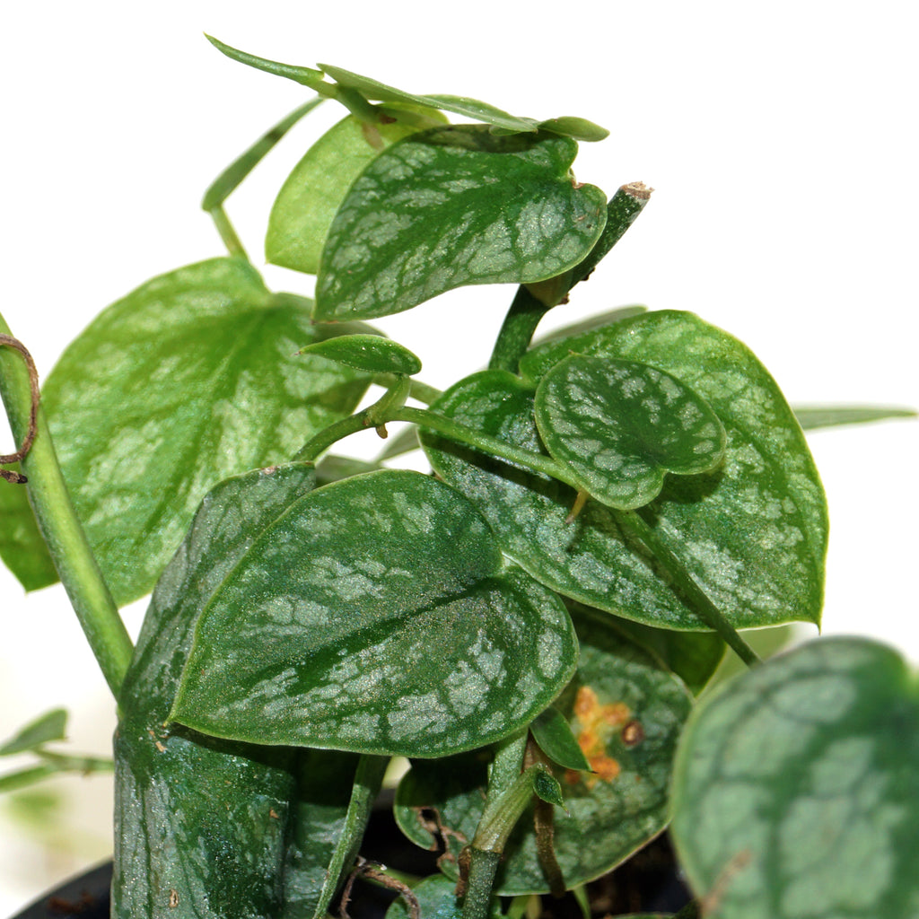 Monstera Dubia | Rare Climbing Houseplant