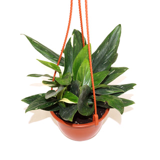 Monstera standleyana albo variegata - 6" Hanging Basket