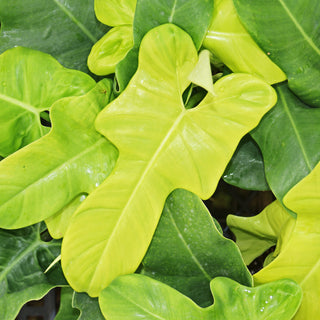 Philodendron bipennifolium aurea - 5.5" Pot