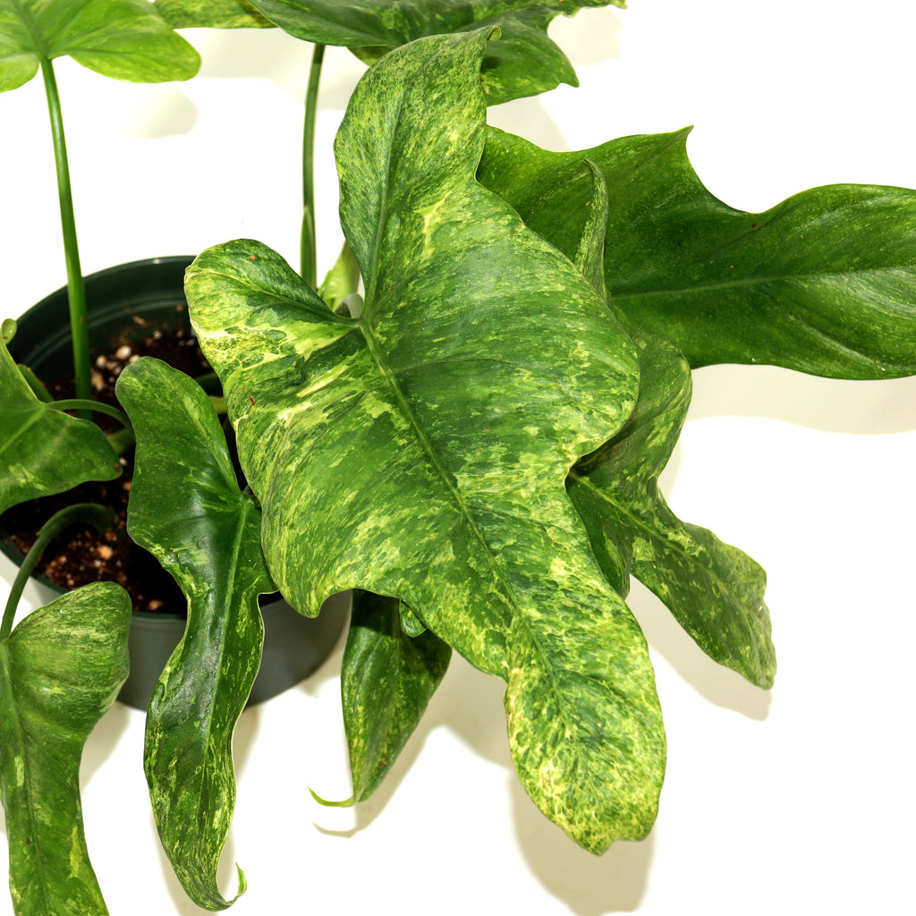 philodendron camouflage Philodendron bipennifolium 'Splash Gordon'
