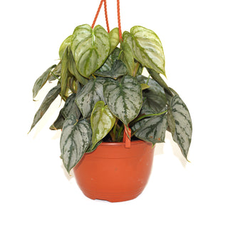 Philodendron brandtianum - 6" Hanging Basket