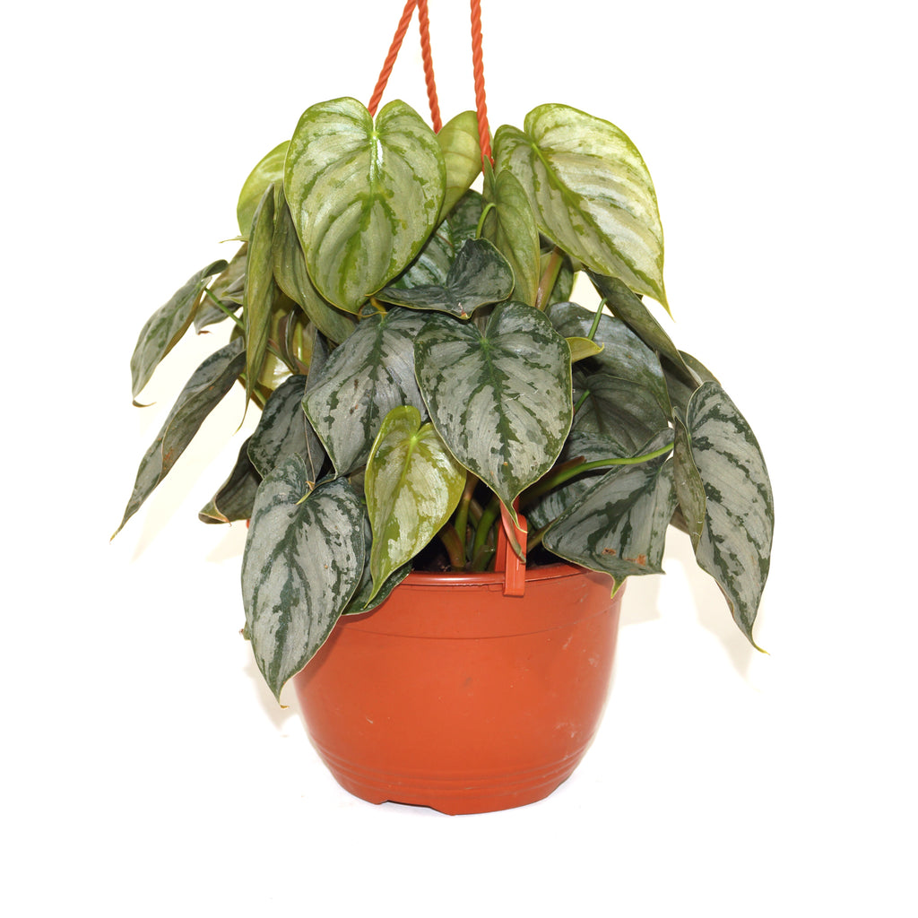 24in box schefflera arboricola Schefflera Arboricola – Yardwork