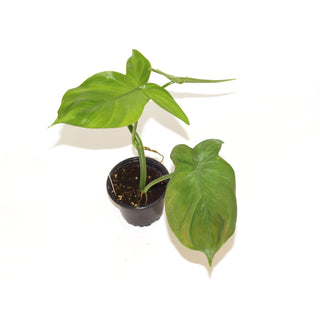 Philodendron camposportoanum - 3.5" Pot