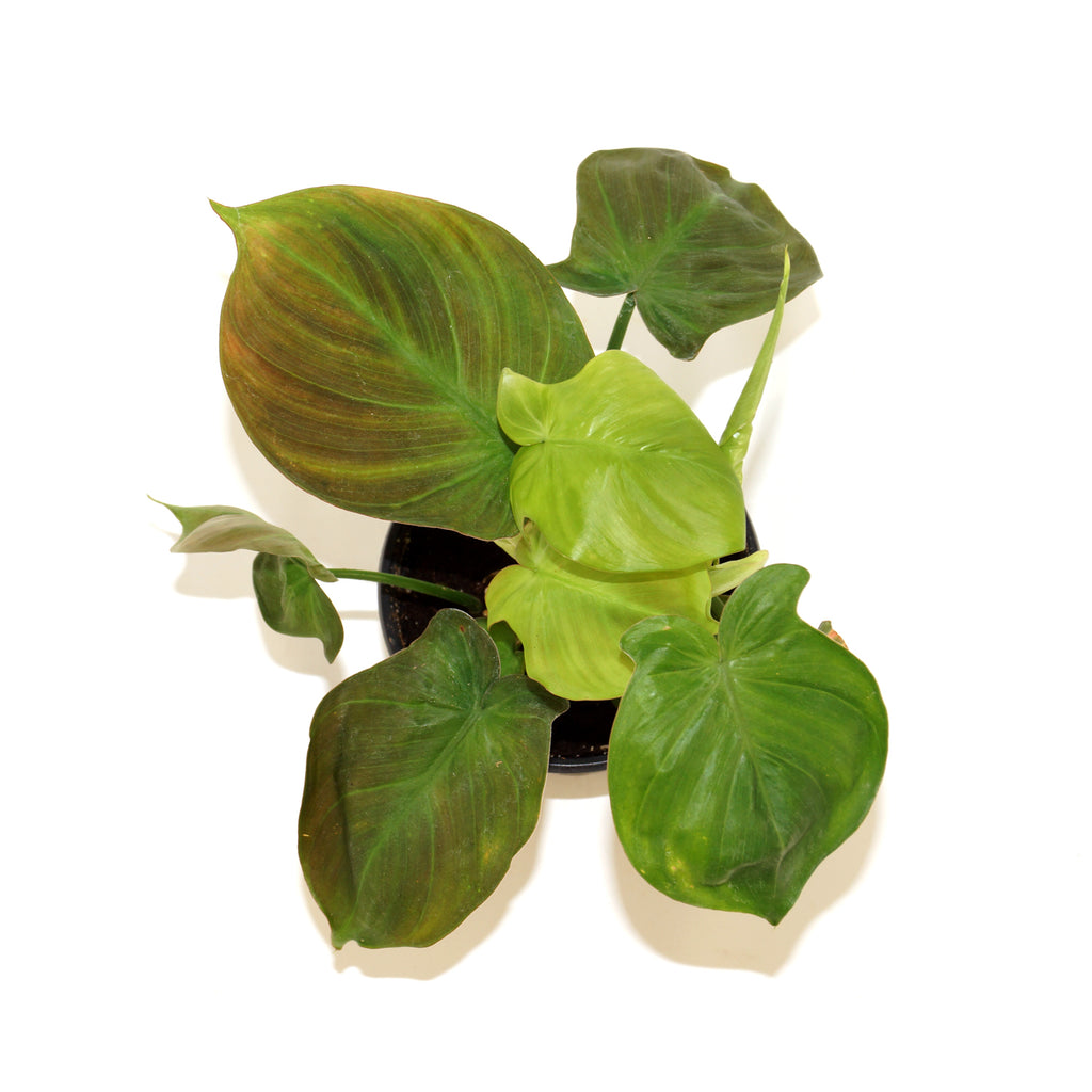 Philodendron camposportoanum