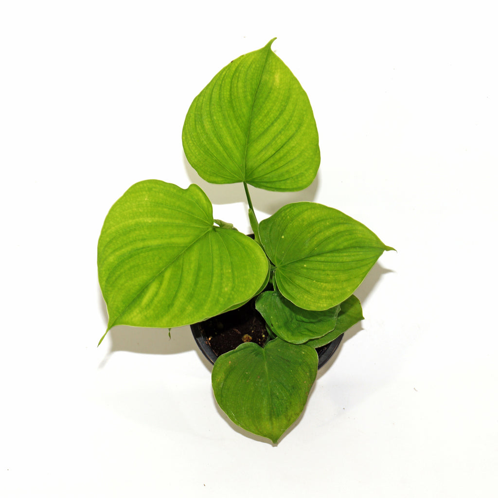 philodendron ifas Philodendron fibraecataphyllum