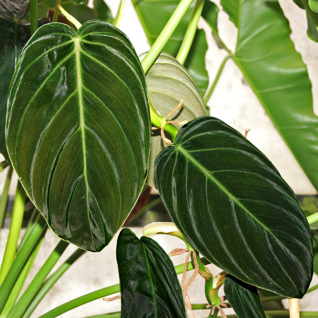 Philodendron Gigas | Impressive Growing Velvet Foliage