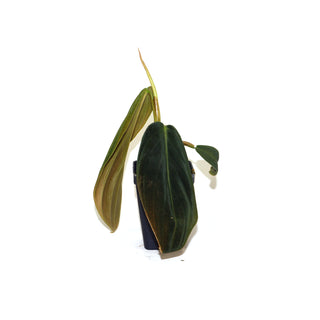 Philodendron gigas