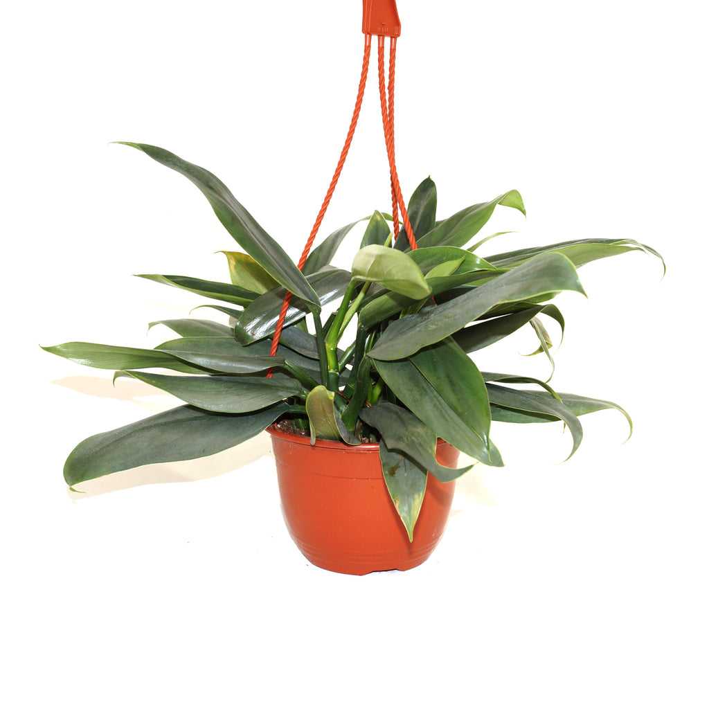 Philodendron hastatum (narrow leaf)