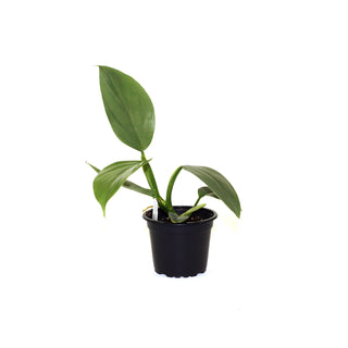 Philodendron hastatum glaucophyllum (Juvenile) "Silver Sword"