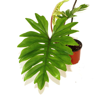 Philodendron mayoi - 5.5" Pot