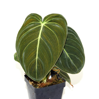 Philodendron melanochrysum