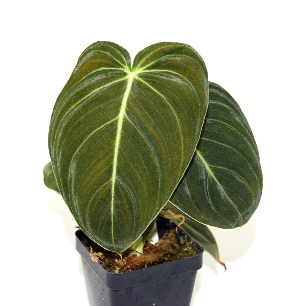 anthurium melanochrysum Philodendron melanochrysum – Steve's Leaves