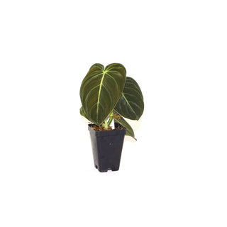Philodendron melanochrysum