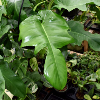 Philodendron pedatum x distantilobum - 3.5" Pot