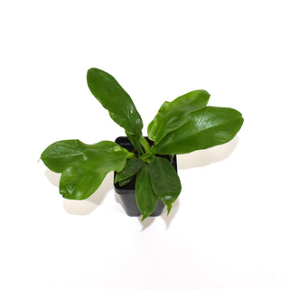 Philodendron distantilobum - 3.5" Pot