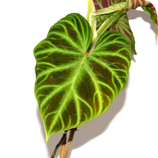 Philodendron verrucosum - 3.5" Pot