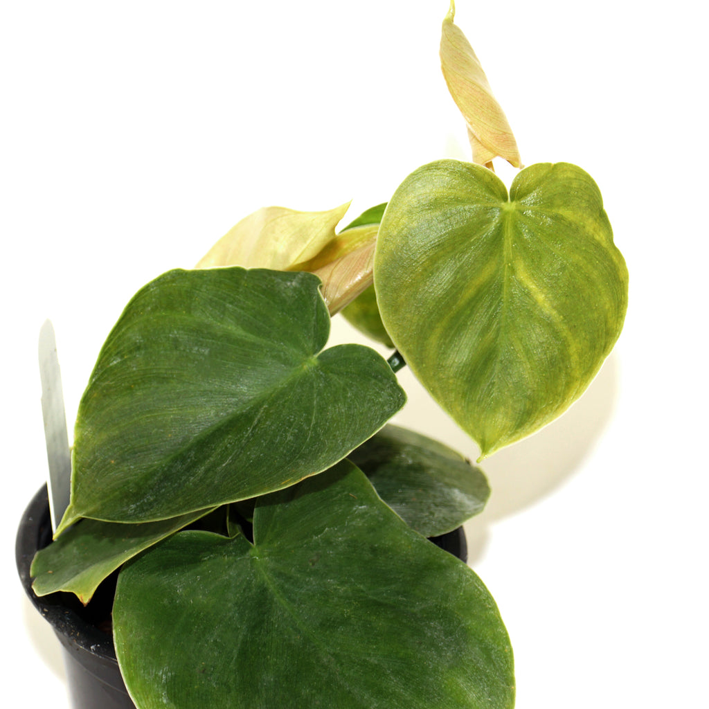 philodendron menkei Philodendron werneri "Mini" – Steve's Leaves