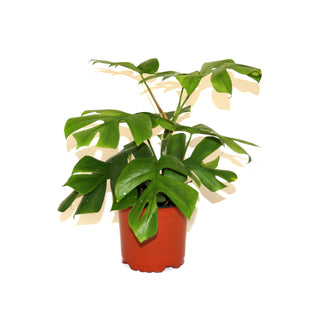 Rhaphidophora tetrasperma - 5.5" Pot (NON TC)