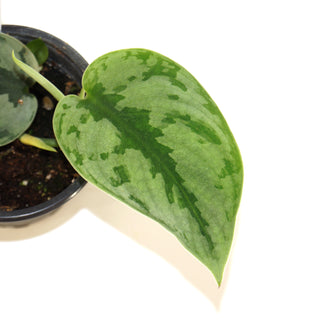 Scindapsus NOID