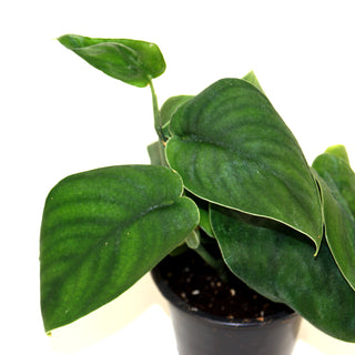 Scindapsus pictus 'Jade Satin'