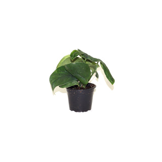 Scindapsus pictus 'Jade Satin'