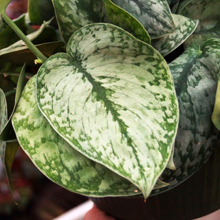 Scindapsus pictus 'Silver Cloud'