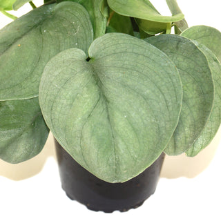 Scindapsus pictus 'Silver Hero'