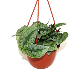 Scindapsus pictus 'Exotica' - 6" Hanging Basket