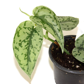 Scindapsus pictus 'Silver Lady'