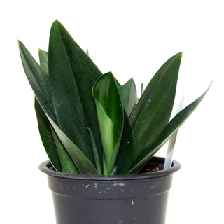 Scindapsus treubii 'Dark Form'