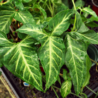 Syngonium angustatum