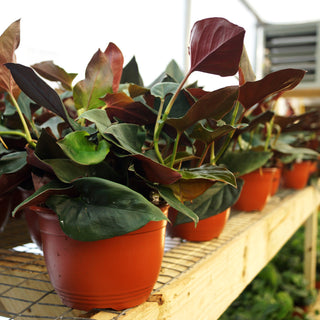 Syngonium erythrophyllum "Llano-Carti Road" 6" Hanging Basket