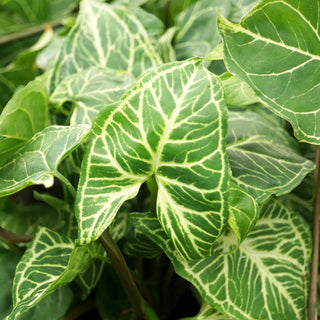 Syngonium podophyllum 'Batik'