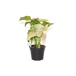 Syngonium podophyllum "Pink Spot"