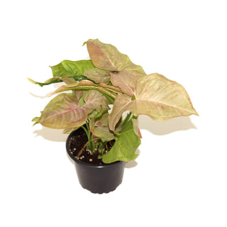 Syngonium podophyllum "Pink Spot"