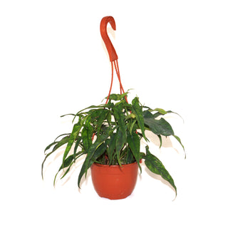 Syngonium sp. "Lance Leaf" - 6" Hanging Basket