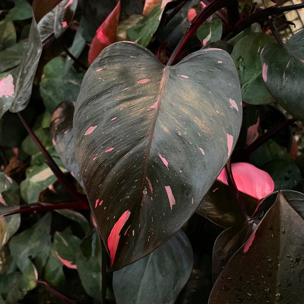 Pink Princess Philodendron for Sale | Rare Tropical Plant