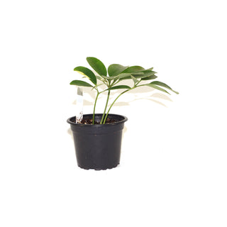 Schefflera arboricola variegata