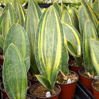 Sansevieria masoniana "Golden" - 5.5" Pot