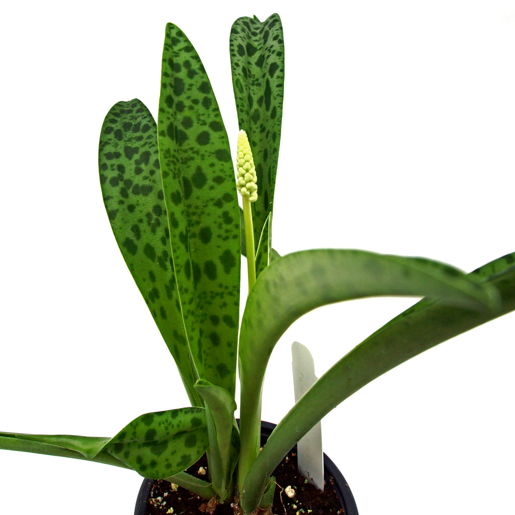 forever rich plant Drimiopsis Kirkii | Giant Squill Plant