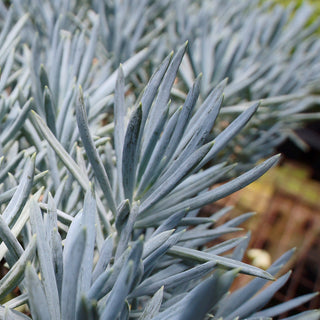 Senecio ficoides