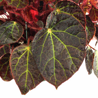 Begonia 'Steve's Leaves Green Lightning'