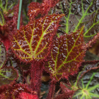 Begonia 'Steve's Leaves Green Lightning'