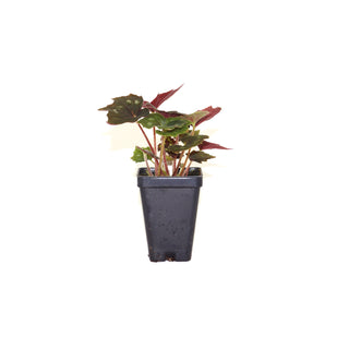 Begonia aff. palmata