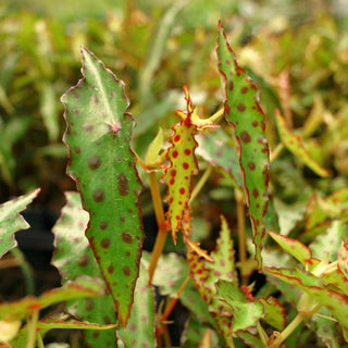 Begonia amphioxus