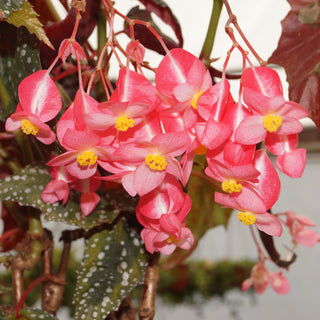 Begonia 'Bat Wings'
