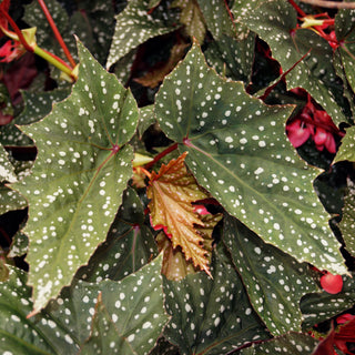 Begonia 'Bat Wings'