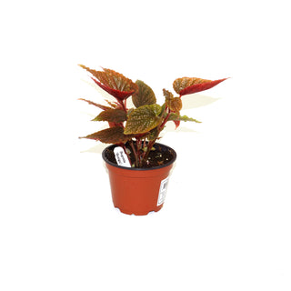 Begonia 'Benigo'