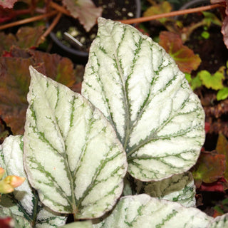 Begonia 'Bolero'