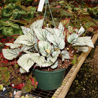 Begonia 'Bolero'
